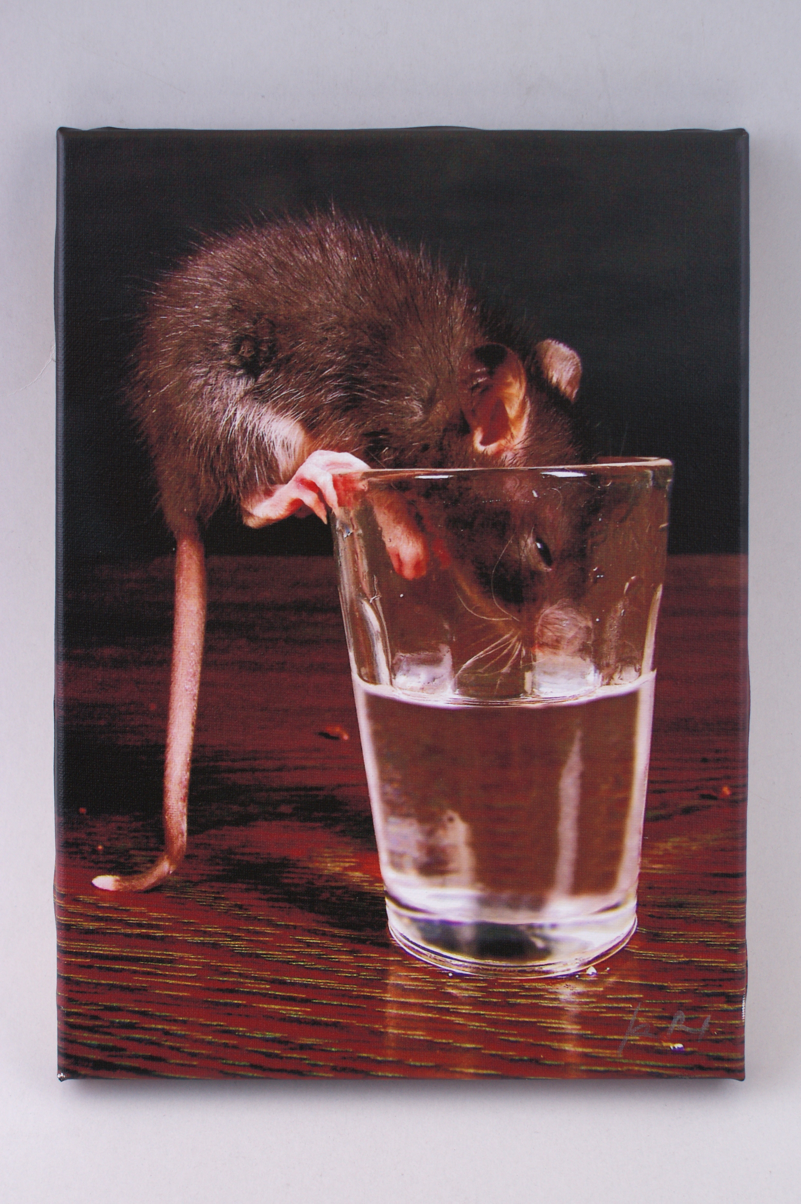 Potkan Baník (2004)